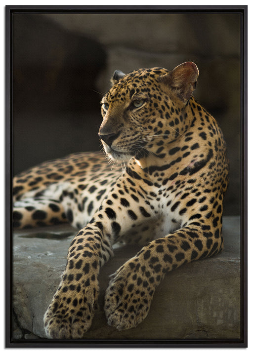 Majestätischer Leopard auf Leinwandbild gerahmt Größe 100x70