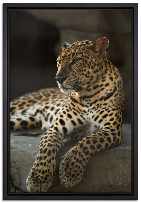 Majestätischer Leopard auf Leinwandbild gerahmt Größe 60x40