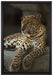 Majestätischer Leopard auf Leinwandbild gerahmt Größe 60x40