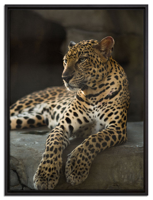Majestätischer Leopard auf Leinwandbild gerahmt Größe 80x60