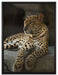 Majestätischer Leopard auf Leinwandbild gerahmt Größe 80x60