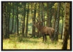 Hirsch im Wald auf Leinwandbild gerahmt Größe 100x70