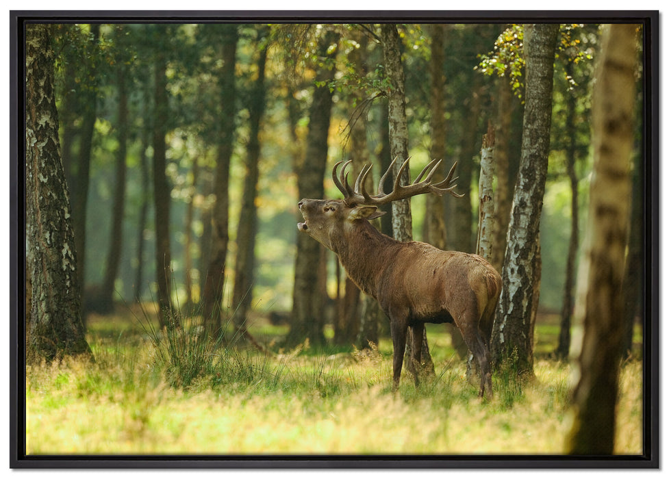 Hirsch im Wald auf Leinwandbild gerahmt Größe 100x70