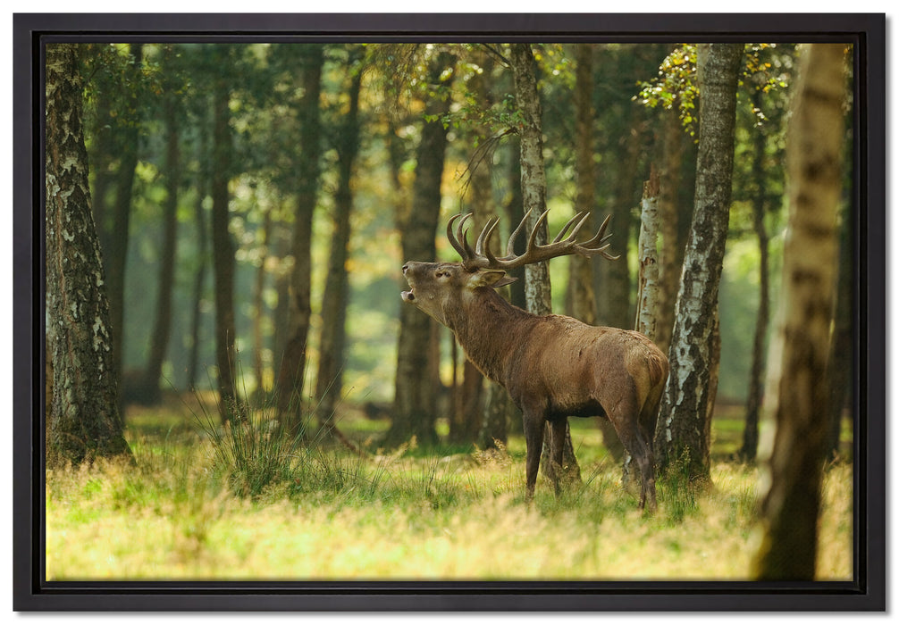 Hirsch im Wald auf Leinwandbild gerahmt Größe 60x40