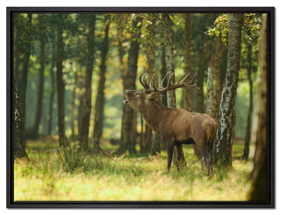 Hirsch im Wald auf Leinwandbild gerahmt Größe 80x60