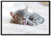 Kleines Kätzchen auf Leinwandbild gerahmt Größe 100x70