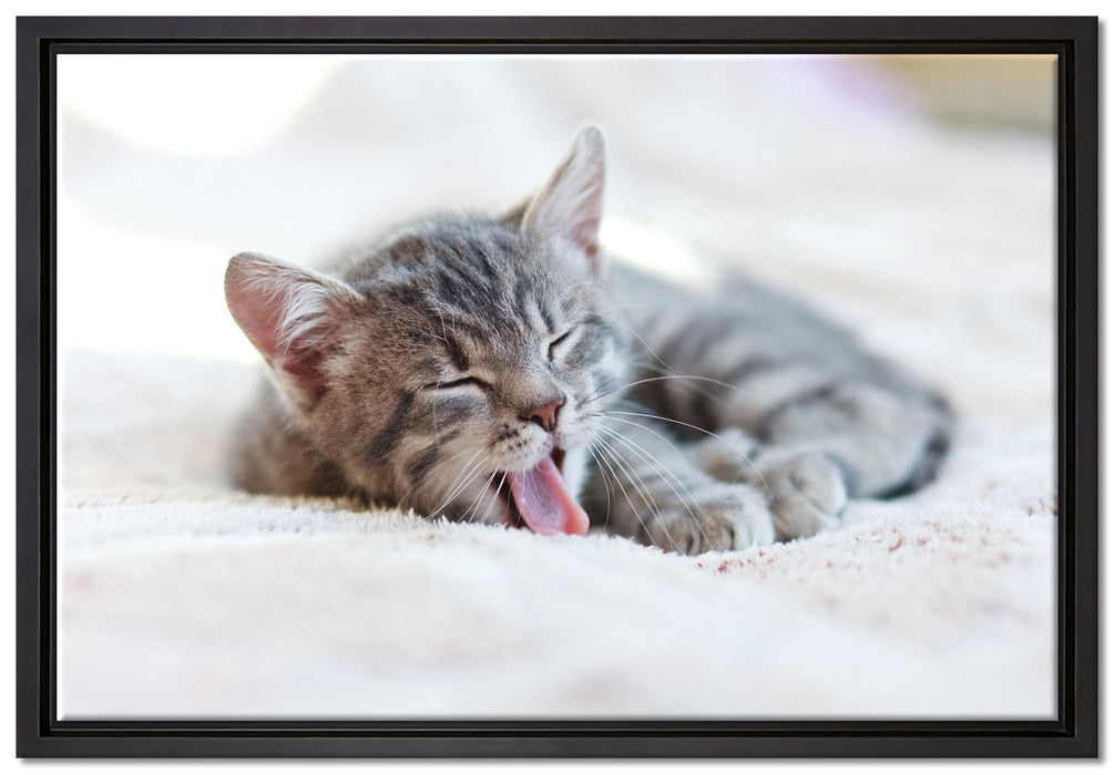 Kleines Kätzchen auf Leinwandbild gerahmt Größe 60x40