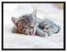 Kleines Kätzchen auf Leinwandbild gerahmt Größe 80x60