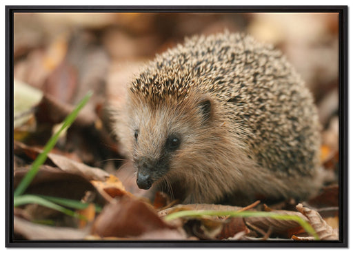 Kleiner Igel auf Leinwandbild gerahmt Größe 100x70