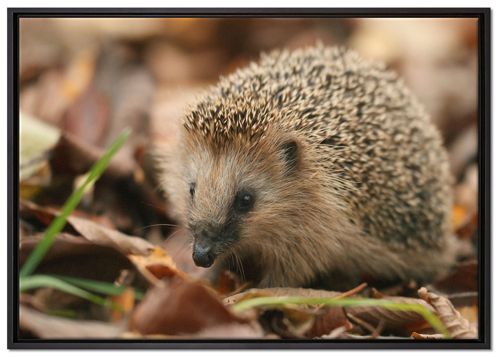 Kleiner Igel auf Leinwandbild gerahmt Größe 100x70