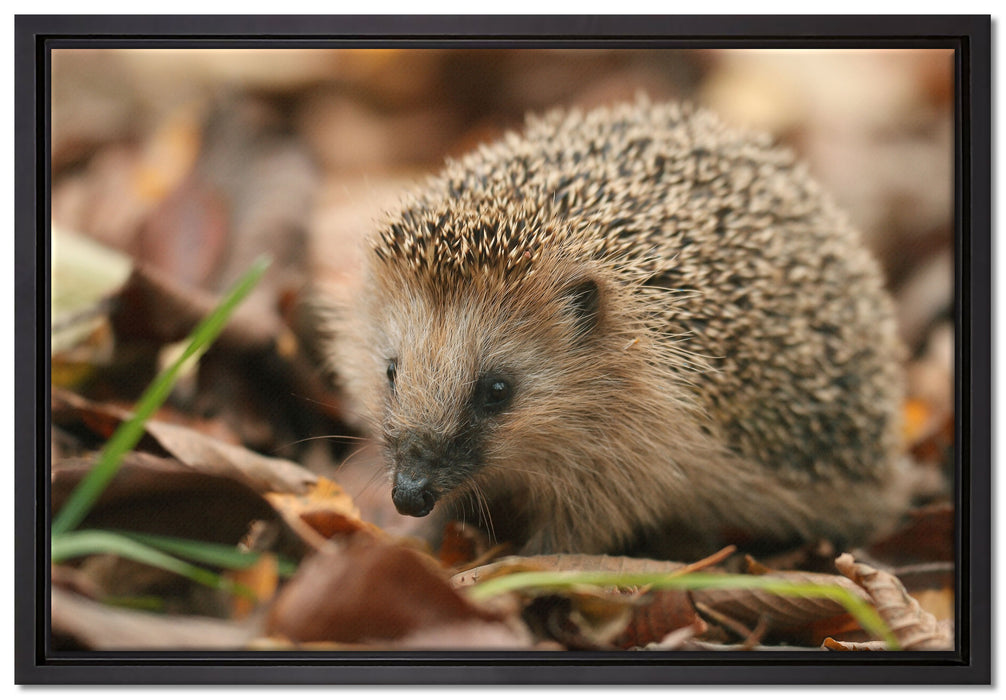 Kleiner Igel auf Leinwandbild gerahmt Größe 60x40