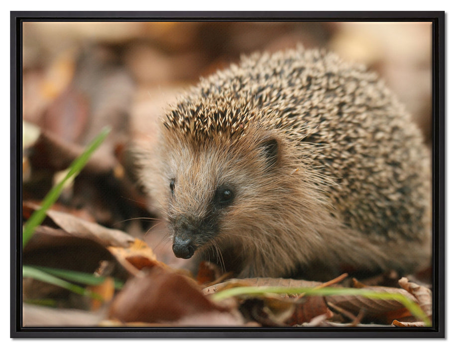 Kleiner Igel auf Leinwandbild gerahmt Größe 80x60
