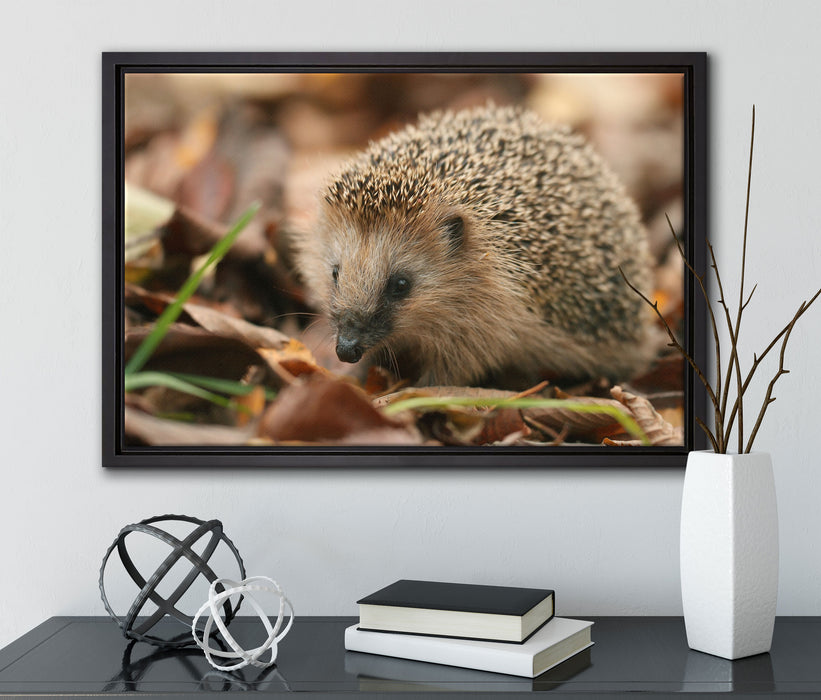 Kleiner Igel auf Leinwandbild gerahmt mit Kirschblüten