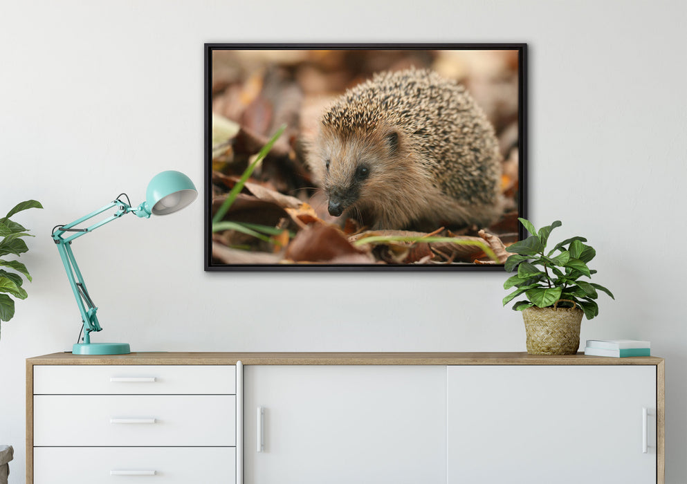 Kleiner Igel auf Leinwandbild gerahmt verschiedene Größen im Wohnzimmer
