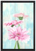 Gerberas auf Leinwandbild gerahmt Größe 60x40