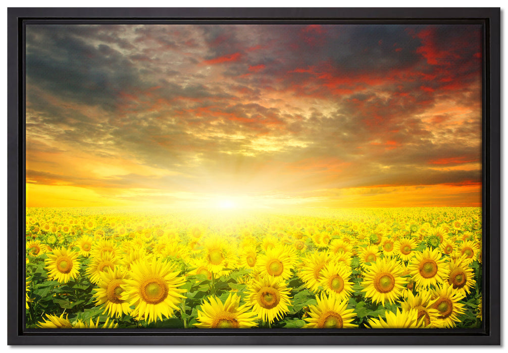Sonnenblumenfeld auf Leinwandbild gerahmt Größe 60x40