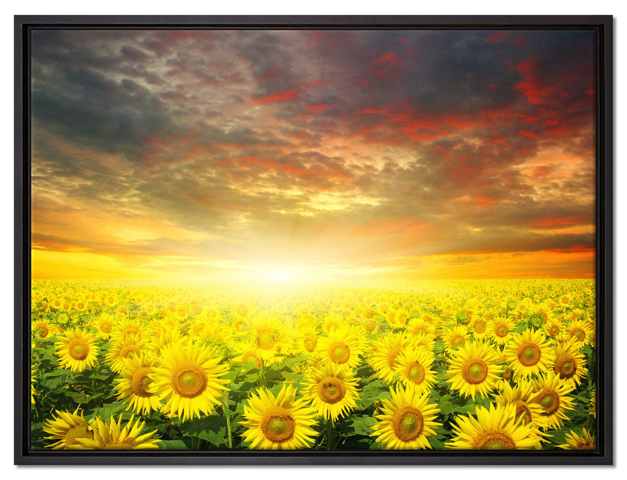 Sonnenblumenfeld auf Leinwandbild gerahmt Größe 80x60