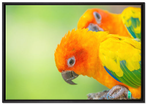 Papageienpärchen auf Leinwandbild gerahmt Größe 100x70