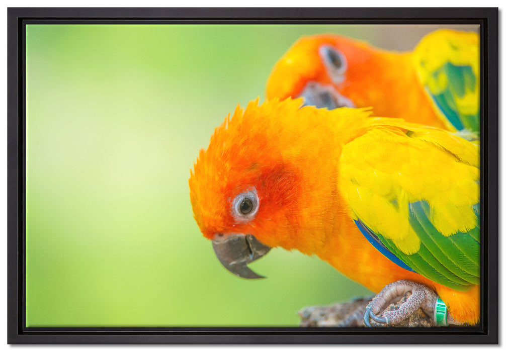 Papageienpärchen auf Leinwandbild gerahmt Größe 60x40