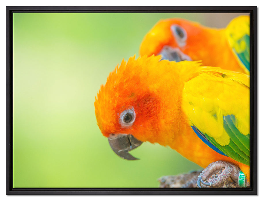 Papageienpärchen auf Leinwandbild gerahmt Größe 80x60