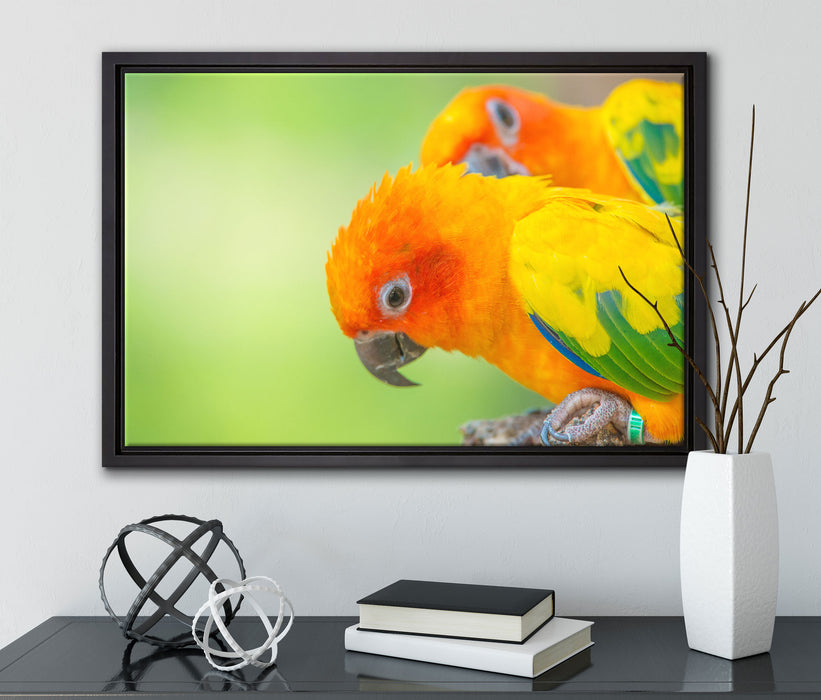 Papageienpärchen auf Leinwandbild gerahmt mit Kirschblüten