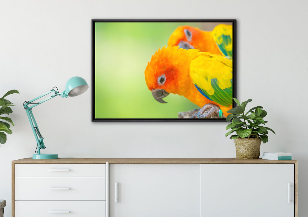 Papageienpärchen auf Leinwandbild gerahmt verschiedene Größen im Wohnzimmer