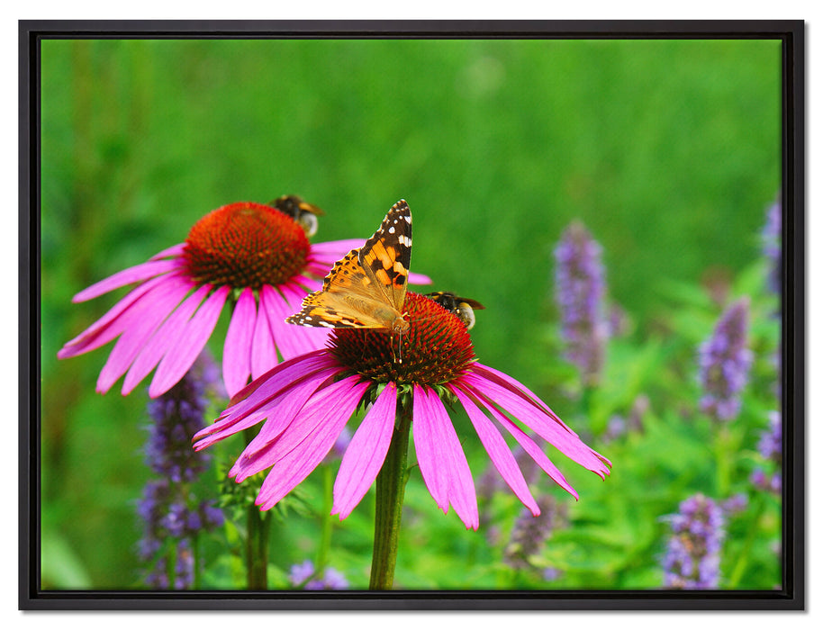 Schmetterling auf Blüte auf Leinwandbild gerahmt Größe 80x60