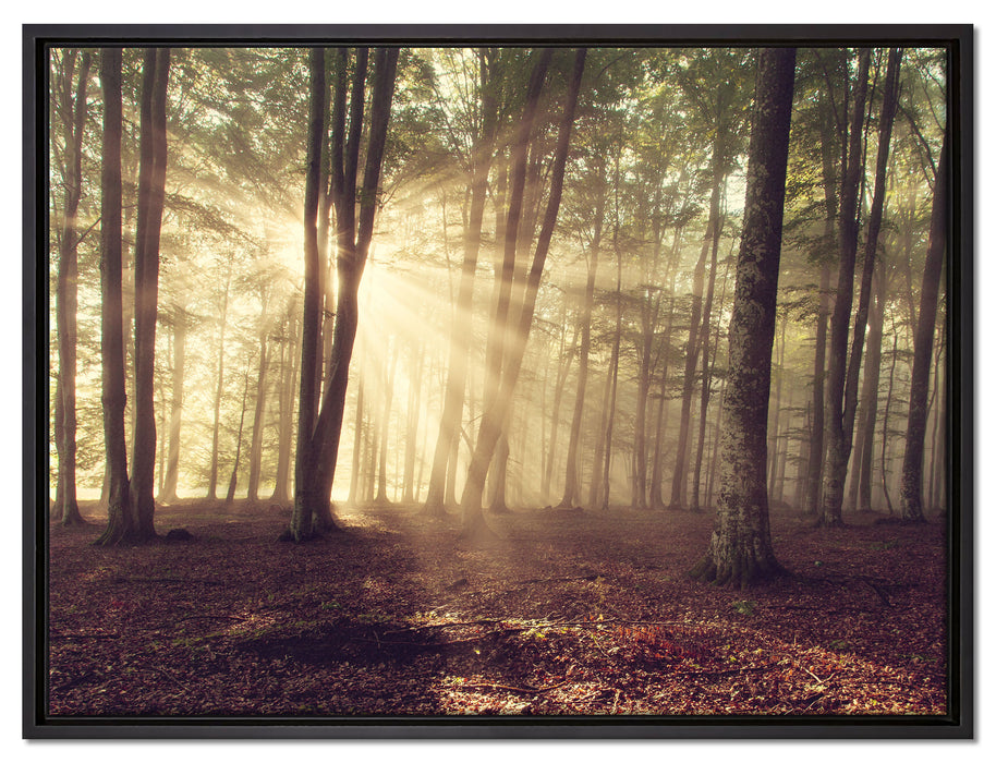 Waldlichtung im Sonnenschein auf Leinwandbild gerahmt Größe 80x60