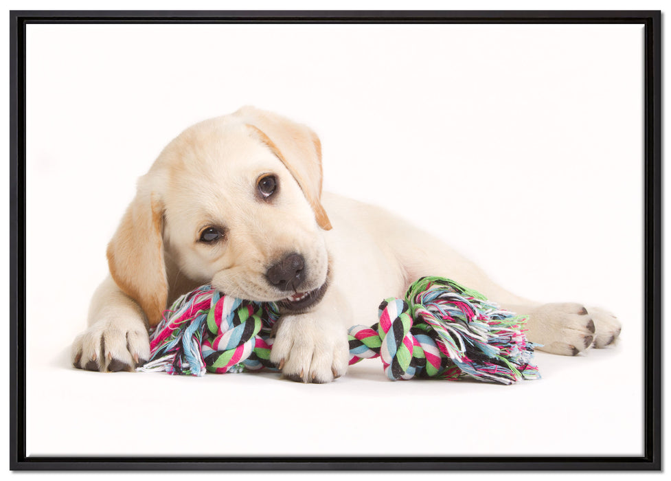 Hundewelpe auf Leinwandbild gerahmt Größe 100x70