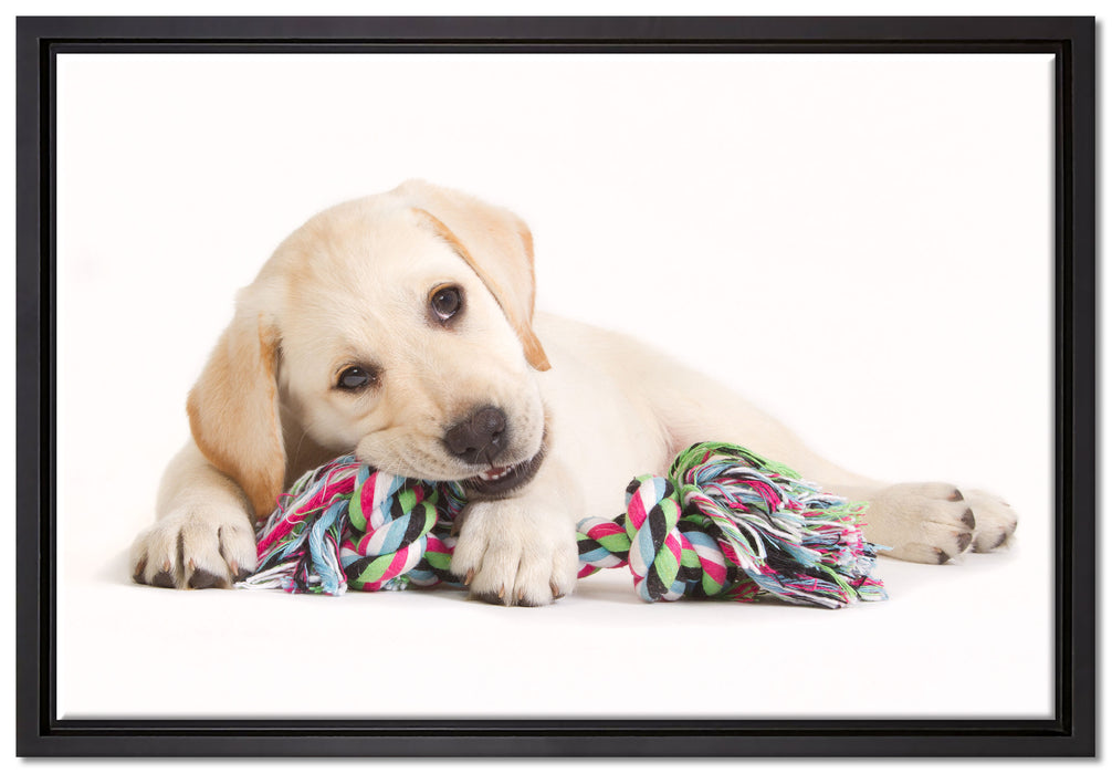 Hundewelpe auf Leinwandbild gerahmt Größe 60x40
