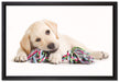 Hundewelpe auf Leinwandbild gerahmt Größe 60x40