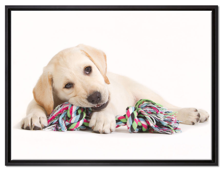Hundewelpe auf Leinwandbild gerahmt Größe 80x60