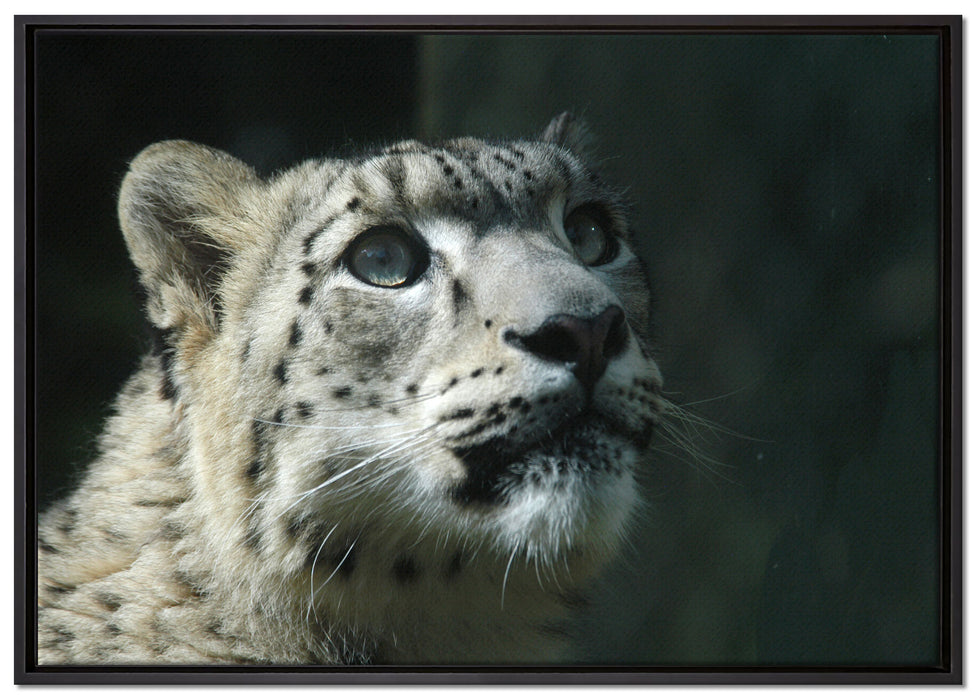 Leopard auf Leinwandbild gerahmt Größe 100x70