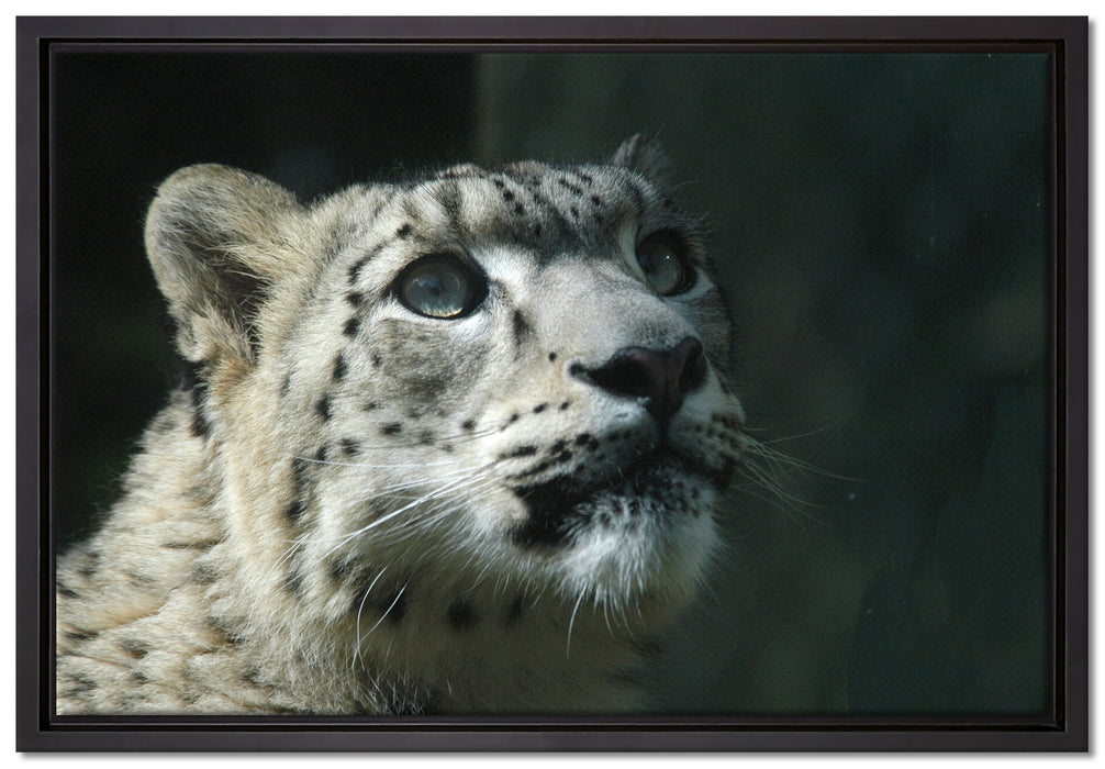 Leopard auf Leinwandbild gerahmt Größe 60x40