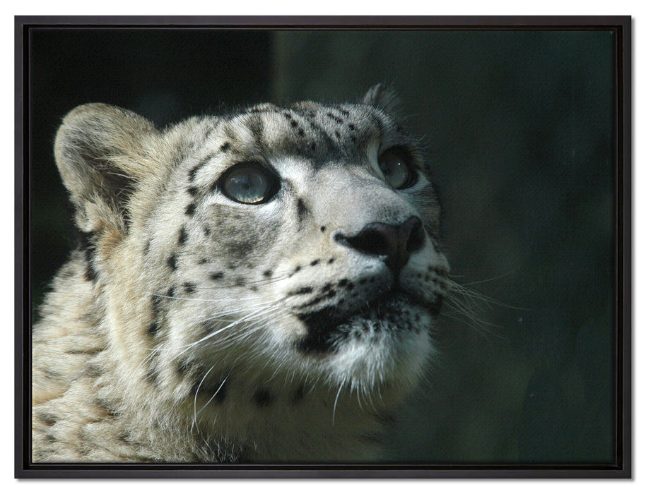 Leopard auf Leinwandbild gerahmt Größe 80x60