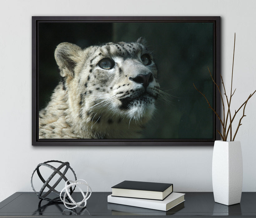 Leopard auf Leinwandbild gerahmt mit Kirschblüten