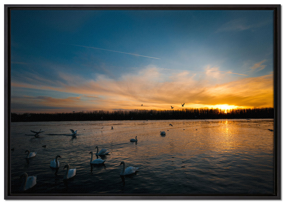 Schwäne im Sonnenuntergang auf Leinwandbild gerahmt Größe 100x70