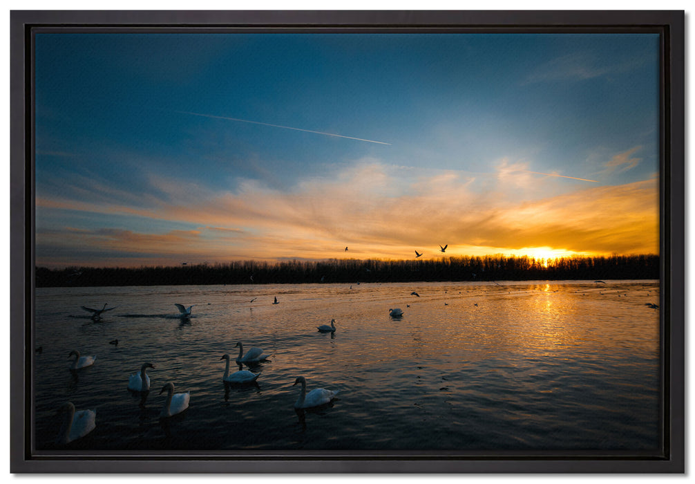 Schwäne im Sonnenuntergang auf Leinwandbild gerahmt Größe 60x40
