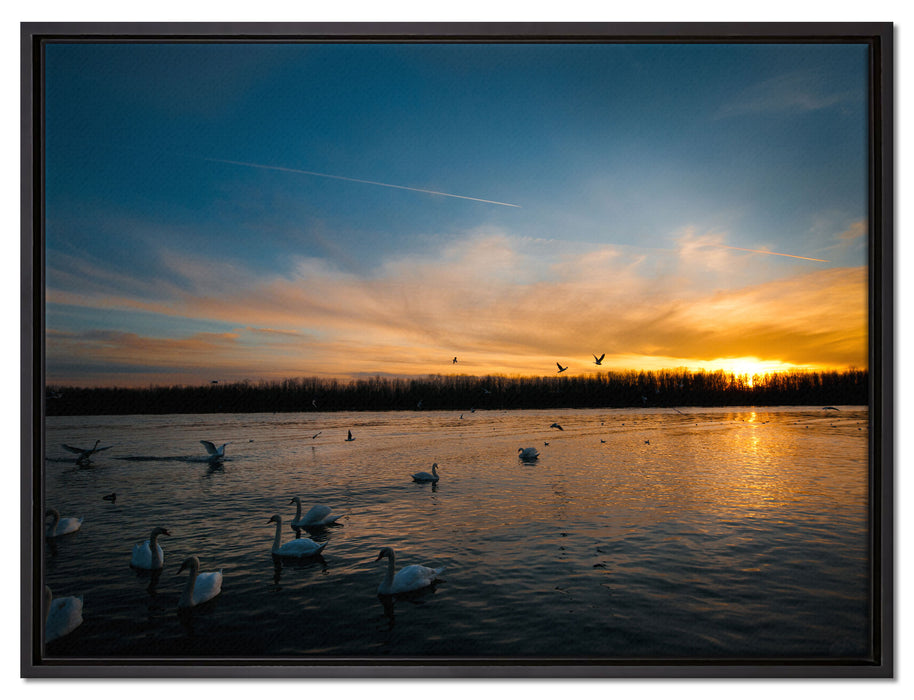 Schwäne im Sonnenuntergang auf Leinwandbild gerahmt Größe 80x60