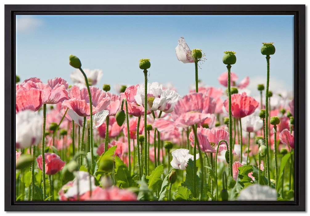Blumenwiese Mohnblumen auf Leinwandbild gerahmt Größe 60x40