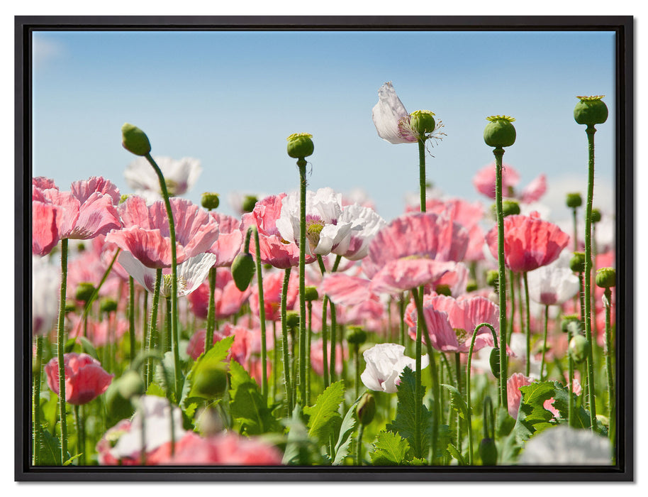Blumenwiese Mohnblumen auf Leinwandbild gerahmt Größe 80x60