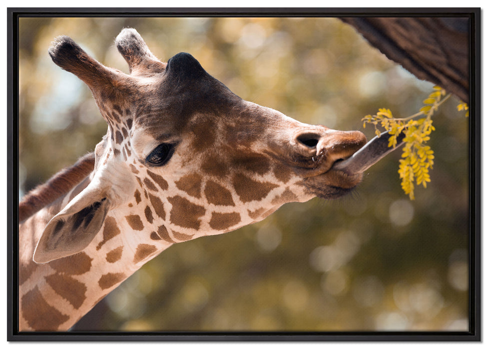 Giraffe Gesicht auf Leinwandbild gerahmt Größe 100x70