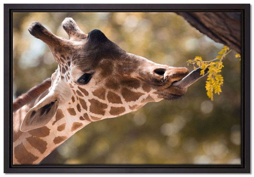 Giraffe Gesicht auf Leinwandbild gerahmt Größe 60x40
