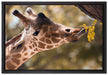 Giraffe Gesicht auf Leinwandbild gerahmt Größe 60x40