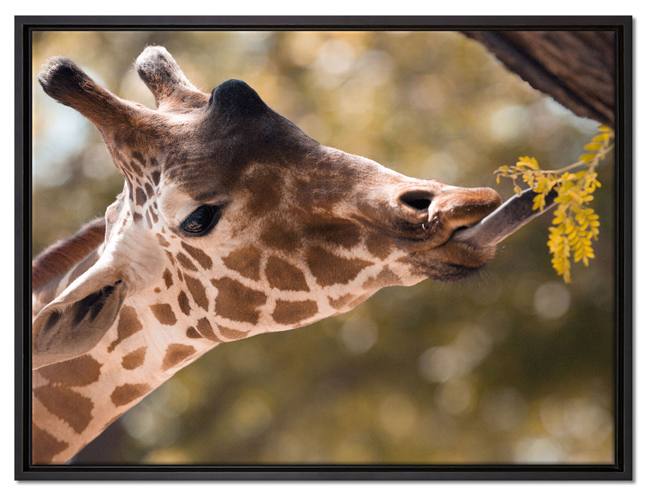 Giraffe Gesicht auf Leinwandbild gerahmt Größe 80x60