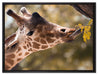 Giraffe Gesicht auf Leinwandbild gerahmt Größe 80x60