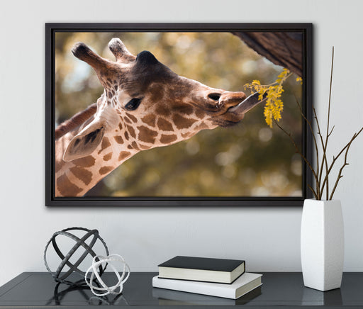 Giraffe Gesicht auf Leinwandbild gerahmt mit Kirschblüten