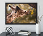Giraffe Gesicht auf Leinwandbild gerahmt mit Kirschblüten