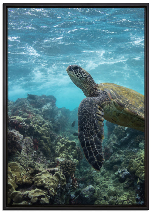 Schildkröte im Pazifik auf Leinwandbild gerahmt Größe 100x70