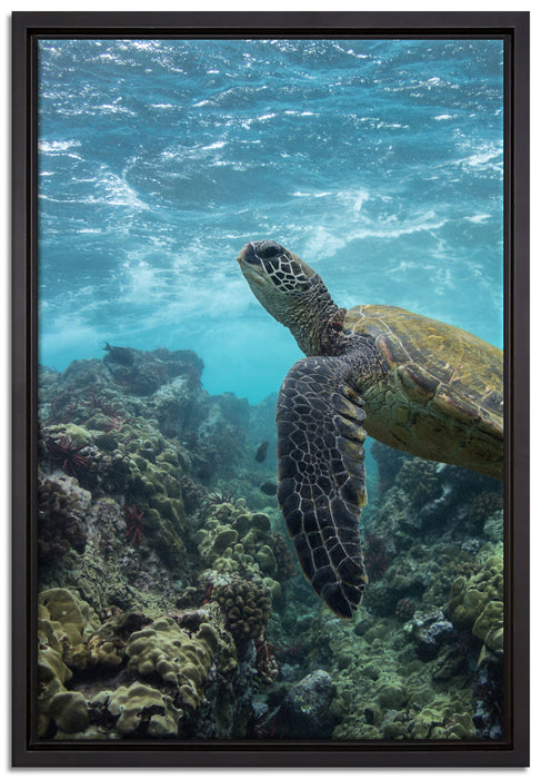 Schildkröte im Pazifik auf Leinwandbild gerahmt Größe 60x40